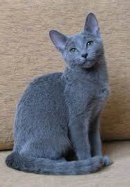 Russian Blue Cat Russian Blue Cat Animals Cat Cat Blue Blue Cat Serye Koshki Golubye Koshki Koshachi Fotografii