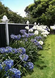 Blue White Agapanthus Must Be Christmas Garden Decor Ideas Agapanthus Christmas Decor Garden Ideas White Agapanthus Agapanthus Rose Garden Design
