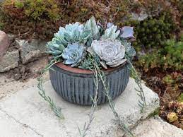 Currently nothing is known about this zone other than it will prepare players for zone 10, as zone 10 is final zone in the spatial system. 9 Succulent Container Garden Recipes Hgtv