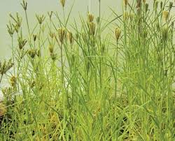 Image result for Eleusine kigeziensis