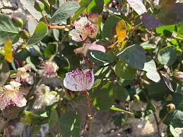 Image result for Caperonia serrata