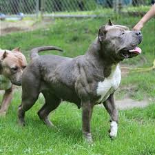 All Black American Bully Xl Best Xl Female In The South Next Levels Asia Nextlevelpits Nlp Muscle Goinghard Blue Xlpitbull Xlbully Americanb Xl Pitbull Pitbulls American Bully