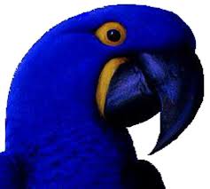 We also have coloring pages of squirrels, butterflies, insects, and many other birds. The Hyacinth Macaw