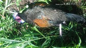 Berburu Ayam Hutan Menembak Jarak Dekat Ketika Ayam Mau Lari Dan Terbang Langsung Tumbang Youtube