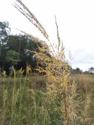 Image result for Sorghastrum stipoides