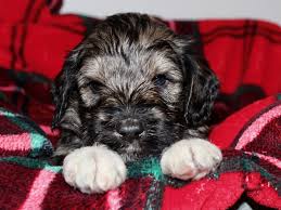 We deliver to some parts of victoria. Schnoodle Puppies For Sale Jonesville Mi 314753