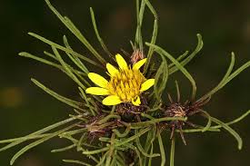 Image result for Geigeria engleriana