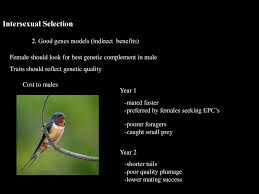 For example, the bright plumage of a male peacock does not help it physically overcome rival males. Sexual Conflict And Sexual Selection Ppt Download