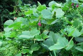 Image result for Dolichos trilobus