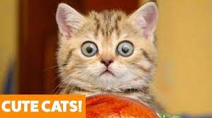 Funny Adorable Cats Funny Pet Videos Youtube Cute Cats Funny Cats Funny Cute Cats