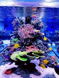 Pin By Tom Crombach On Saltwater Fish Tanks Corals Care Saltwater Fish Tanks Saltwater Tank Marine Aquarium Fish