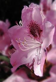 Serious poisoning is unlikely when small pieces of azalea or rhododendron are swallowed. Speckled Pink Rhododendron It Is A Woody Plant That Is A Shrub Or Small Tree Is Related To The Azalea Beautiful Flowers Amazing Flowers Flowers Nature