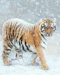 Hello My Name Is Snowblaze I Am A Commander For The Bright Fang Army I M Very Nice And Empathetic But Will Fight My B Animals Beautiful Animals Animals Wild