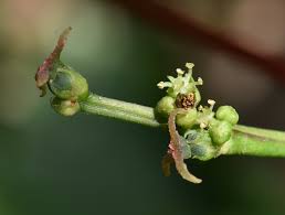 Image result for Alchornea hirtella