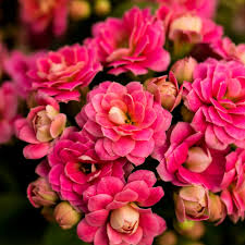 Image result for Kalanchoe calandiva