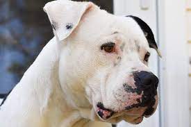 The american bulldog is a strong, athletic bully breed. American Bulldog Dog Breed Information American Kennel Club