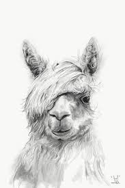 Pin By Adam Kelley On Paintings Alpaca Drawing Llama Pictures Pencil Drawings Of Animals