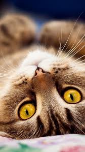 Catwallpaper Kediduvarkagitlari Yavrukediduvarkagitlari Photo Instagram Inspiration Pati Hayvanlar Hayvan Evcil Hayvanlar