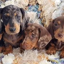 We have a few cream dachshunds both ee creams and an english cream. Pin On Dachshund Puppies For Sale