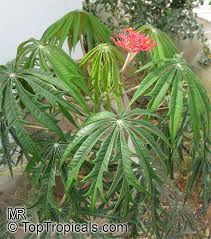 Image result for Jatropha erythropoda