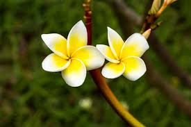 However, crabapples are susceptible to four major diseases which can cause early defoliation, disfigurement and weakening of trees. A Complete List Of Asian Flowers With Spellbinding Pictures Gardenerdy