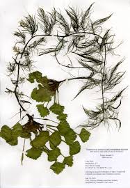 Image result for Trapa natans