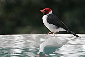 Check spelling or type a new query. Yellow Billed Cardinal Jpg Meg Sommers Photography