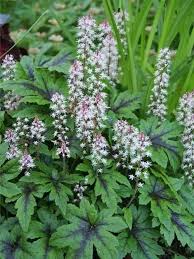 Foam Flower Wholesale For Sale Online Plants Flower Landscape Garden Shrubs