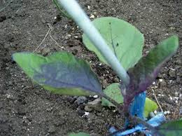 ナスの葉が濃い紫に変色 ２週間ほど前にナスの苗を植えましたが 今 ガーデニング 家庭菜園 教えて Goo