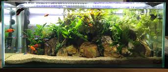 My Aquascape 2017 03 Low Tech Low Maintenance High Growth Riverbed Sand Wood Fossil Stone Wabi Kusa X6 Riparium Aquascape Aquarium Aquascape Fish Tank