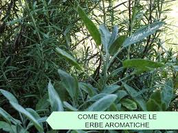 Tra le piante aromatiche più conosciute e amate, l'alloro è uno dei simboli della tradizione mediterranea. Come Conservare Le Erbe Aromatiche Zenzero E Limone