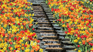 Download and use 70,000+ flower garden stock photos for free. Flowers Tulip Earth Flower Garden Orange Flower Red Flower Waterfall Hd Wallpaper Wallpaperbetter