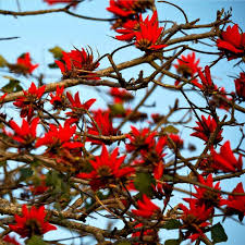 Image result for Erythrina × coddii