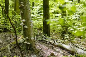 Im nationalpark eifel geschieht etwas, das in dieser größe in nrw einzigartig ist: Hfwrw07qpxp99m