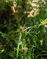 Image result for Cyperus luteus