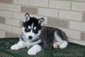 Akc, ckc and aca registered. Dog Husky Dog Puppy Price In Kolkata