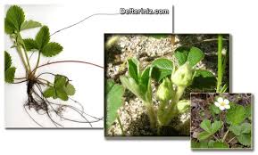 Cilek Uretimi Defteriniz Com