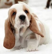 Black And White Basset Hound Puppies For Sale 15 Puppies Seeing Snow For The First Time Will Warm Your Cold Winter Heart Hound Puppies Puppies Basset Hound Puppy
