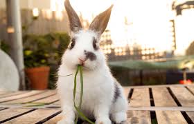 My next maltese (hopefully this summer) will be. 120 Unique Boy Rabbit Names Lovetoknow
