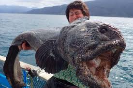 Are animals near chernobyl mutating or thriving? Fukushima Disaster An Interview With Renowned Biologist Dr Timothy Mousseau Nuclear Signature Nuclear Disaster Fukushima