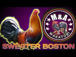 Ini lah port kami lepak dmasa lapang.dlm bangsal ni lah tempat cuci.traning.sparing dsb. Ayam Sabung 2020 Sweater Boston Youtube