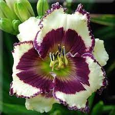 Photo Of Daylily Hemerocallis True North Uploaded By Vic Day Lilies Lilium Flower Flowers Perennials