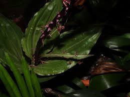 Image result for Liparis nervosa