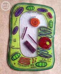 Clever shoebox plant cell pinterest.com. Science News Articles How To Create 3d Plant Cell Animal Cell Models For Science Class