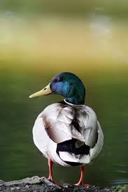 Black And Yellow Spotted Duckling Wild Ducks Birds Pet Birds Wild Duck Animals