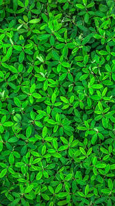 green iphone wallpapers wallpaper cave green iphone wallpapers wallpaper cave