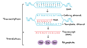 How Does Protein Synthesis Take Place In A Cell Socratic