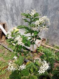Image result for Clerodendrum schweinfurthii