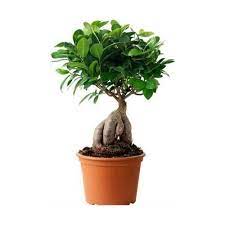 Bonsai kış bakımı, bulunduğunuz bölgenin hava şartlarına göre değişkenlik gösterir. Bonzai Cicegi Bonsai Havuc Koklu Fiyati Taksit Secenekleri