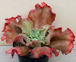 Sedeveria hybrid 'blue giant' is a gorgeous succulent that features light, dusty blue foliage. Echeveria Giant Blue L Surreal Succulents